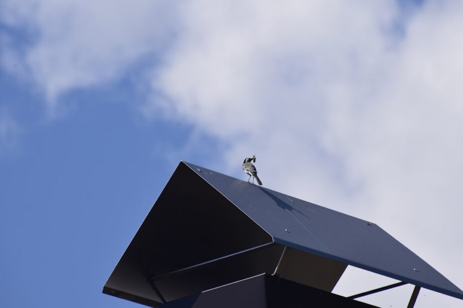 Um Pequeno Passaro Sentado Em Cima De Um Telhado Q4lmaFQcyqA